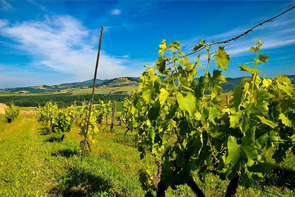 Agriturismo Il Canterino Guardistallo Luaran gambar
