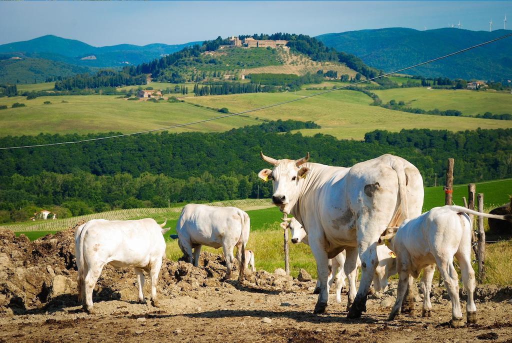 Agriturismo Il Canterino Guardistallo Luaran gambar